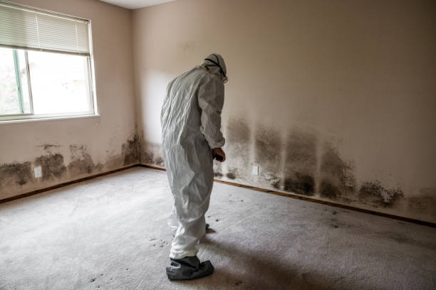 Best Residential Mold Inspection & Testing  in Cut Bank, MT